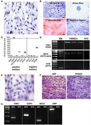 Mesenchymal stromal cells isolated from chicken peripheral blood secrete bioactive factors with antimicrobial and regenerative properties